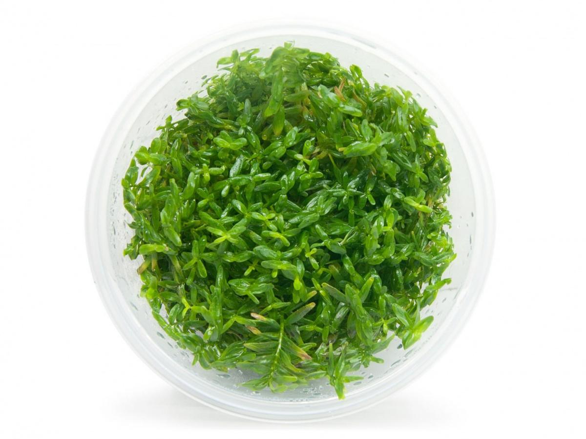 Rotala sp. „Green”