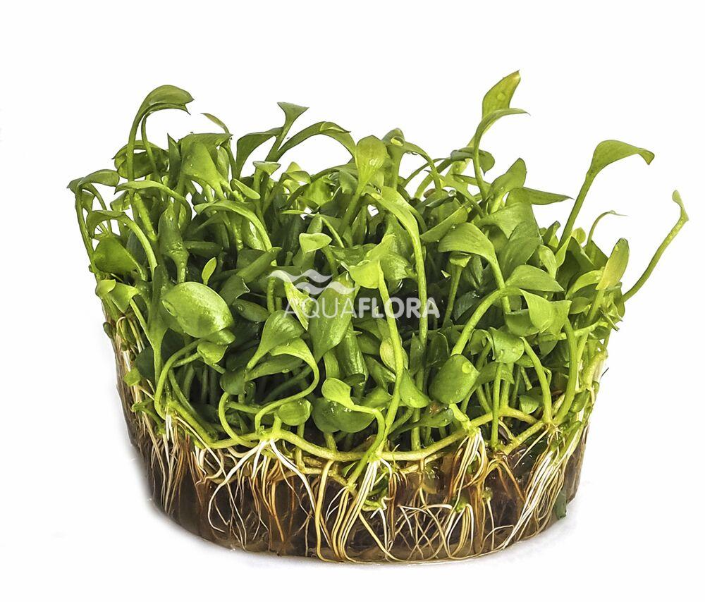 Marsilea angustifolia - In Vitro Cup