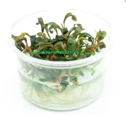 Bucephalandra 'Brownie Ghost' - In Vitro Cup EcoScape