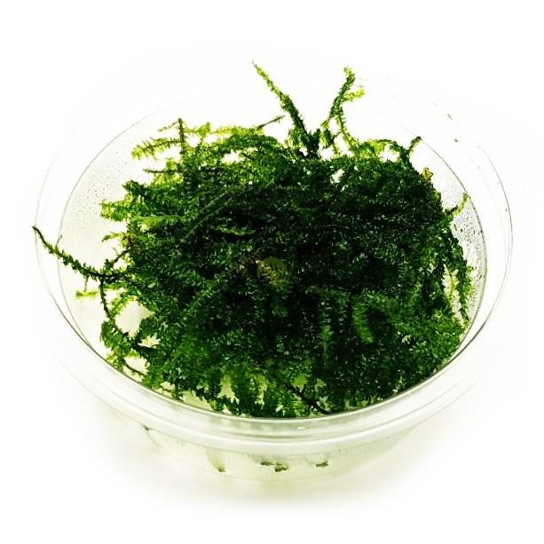Akváriový mach Singapore moss (Vesicularia dubyana)