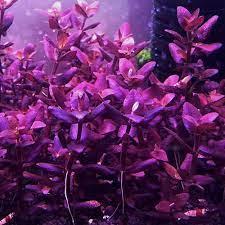GrowCup Bacopa salzmannii "Purple" - In Vitro