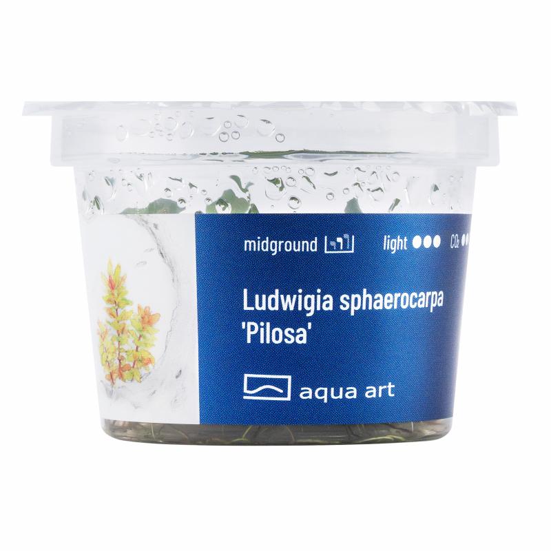 Ludwigia sphaerocarpa 'Pilosa'- InVitro