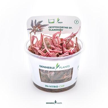 Dennerle Plants - Cryptocoryne sp. "Flamingo" (In-Vitro)