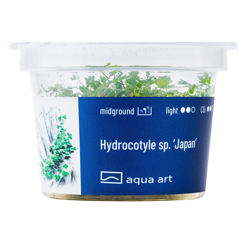 Hydrocotyle sp.'Japan' - InVitro