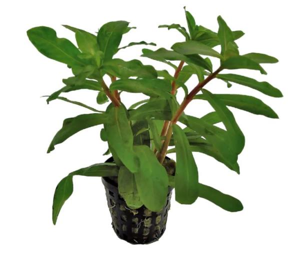 Ammannia gracilis