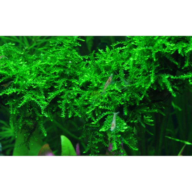 Akváriový mach Vesicularia ferriei Weeping moss
