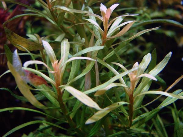 Ammannia pedicellata (Nesaea pedicellata)