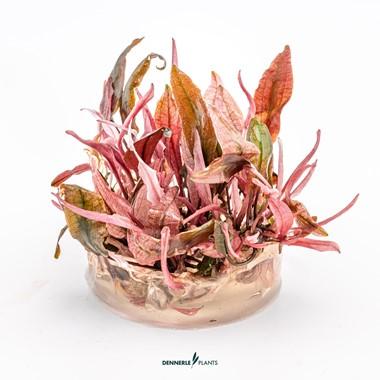 Dennerle Plants - Cryptocoryne sp. "Flamingo" (In-Vitro)