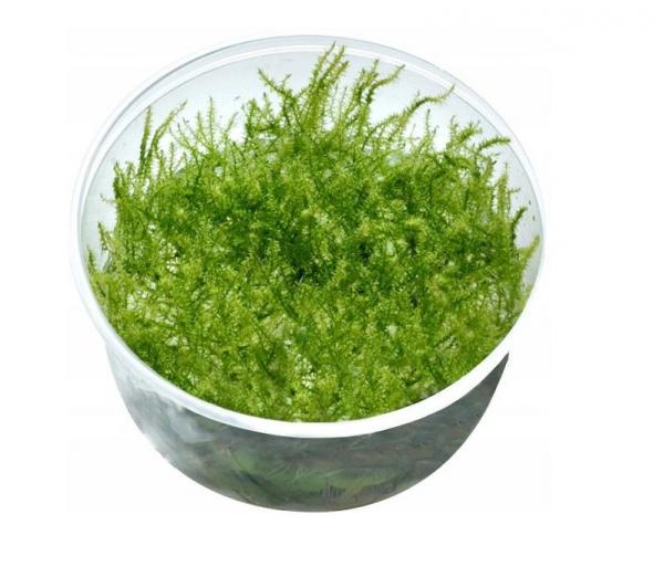 Akváriový mach Leptodictyum Riparium Stringy moss