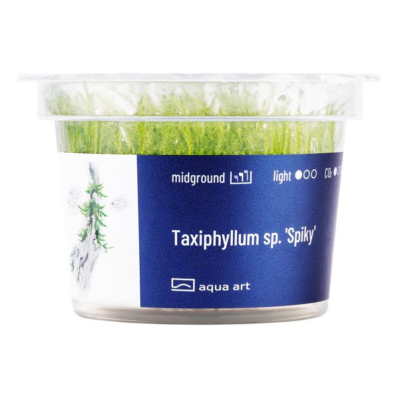 Taxiphyllum 'Spiky' - InVitro