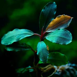 Bucephalandra 'Blue Green' - In Vitro Cup EcoScape