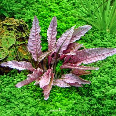 Dennerle Plants - Cryptocoryne sp. "Flamingo" (In-Vitro)