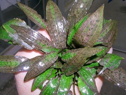 Dennerle Plants - Cryptocoryne affinis