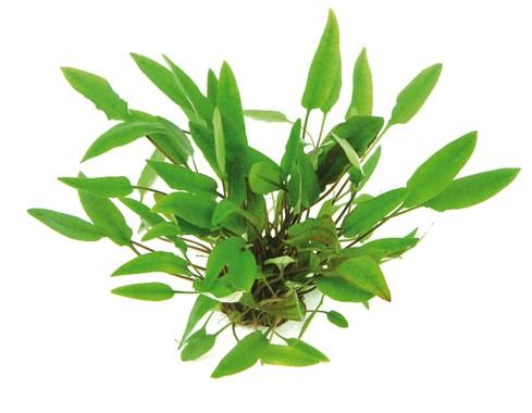 Dennerle Plants - Cryptocoryne affinis