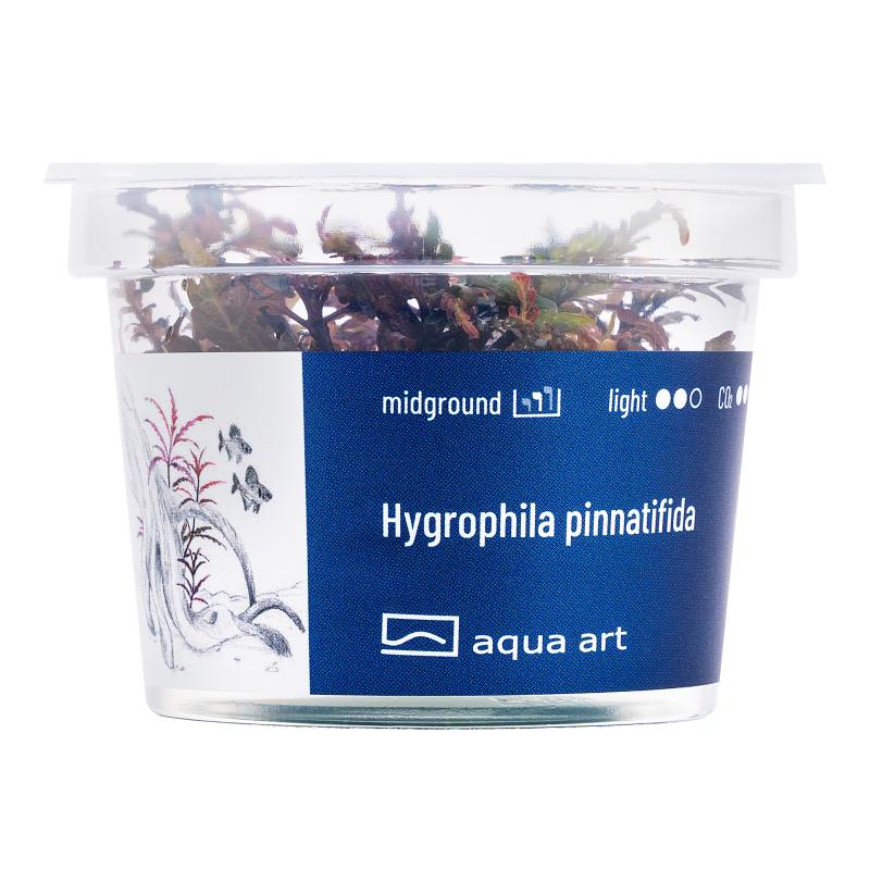 Hygrophilla pinnatifida - InVitro