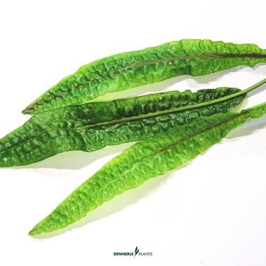 Dennerle Plants - Cryptocoryne usteriana (In-Vitro)