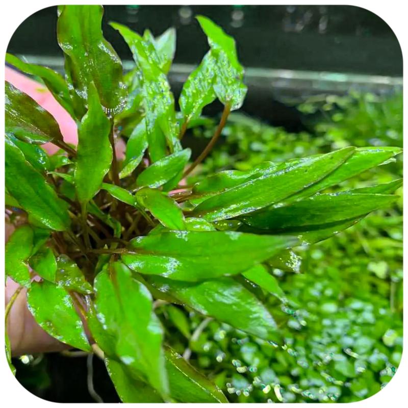GrowCup Cryptocoryne undulata Green - In Vitro
