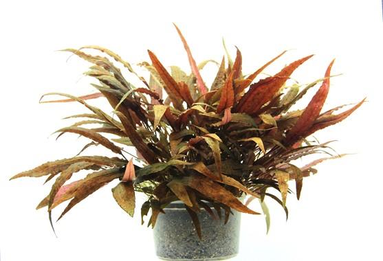 Dennerle Plants - Cryptocoryne affinis