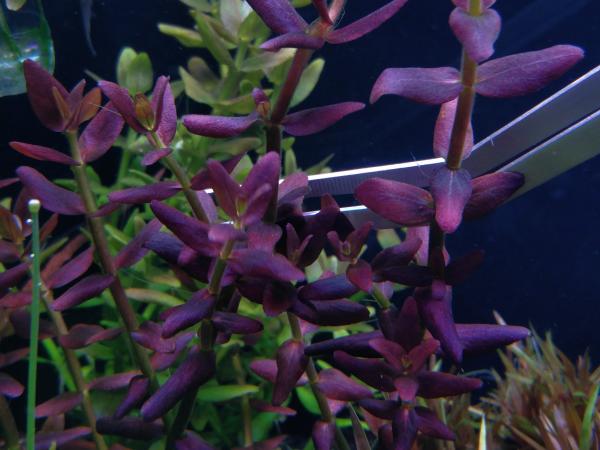 Bacopa salzmannii 'Purple'