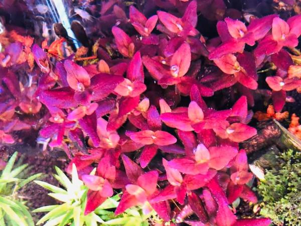 Bacopa salzmannii 'Purple'