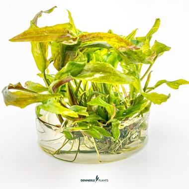 Dennerle Plants - Cryptocoryne usteriana (In-Vitro)