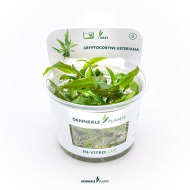 Dennerle Plants - Cryptocoryne usteriana (In-Vitro)