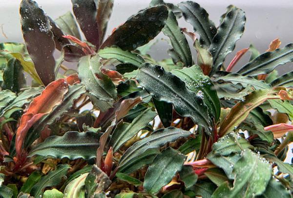Bucephalandra sp. 'Red' - In Vitro Cup EcoScape