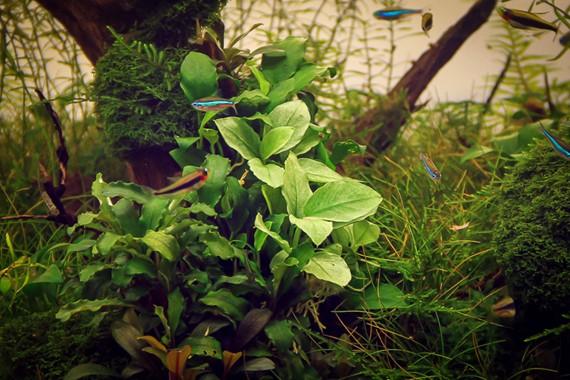 Dennerle Plants - Anubias nana Jade
