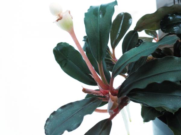 Bucephalandra sp. 'Red' - In Vitro Cup EcoScape