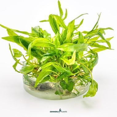 Dennerle Plants - Cryptocoryne wendtii 'Broad Leaf' (In-Vitro)