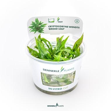 Dennerle Plants - Cryptocoryne wendtii 'Broad Leaf' (In-Vitro)