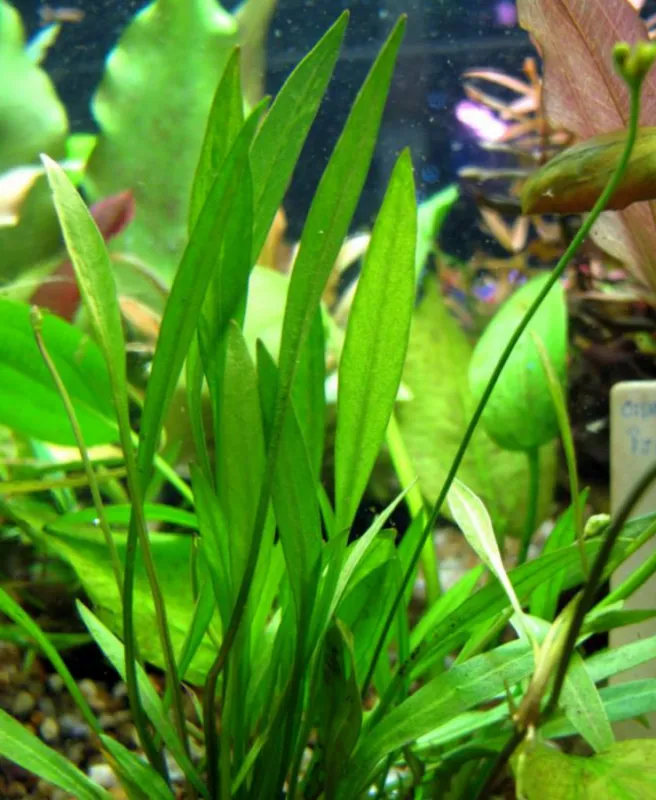 Helanthium bolivianum 'Xingu'
