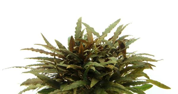 Dennerle Plants - Cryptocoryne wendtii "Compact"