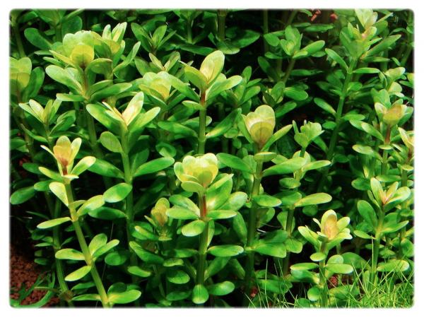 GrowCup Ammania sp. ”Bonsai”