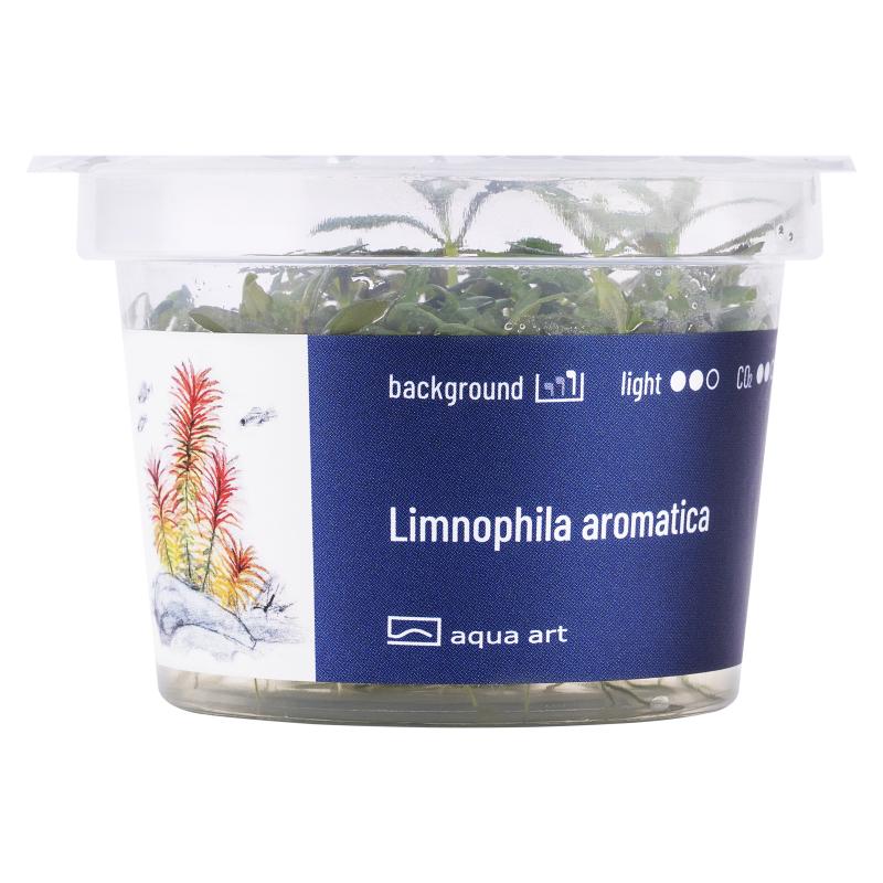 Limnophila aromatica - InVitro
