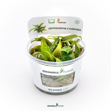 Dennerle Plants - Cryptocoryne x purpurea (In-Vitro)