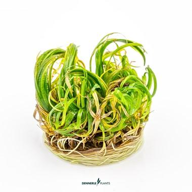 Dennerle Plants - Blyxa japonica (In-Vitro)