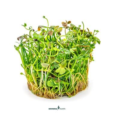 Dennerle Plants - Marsilea hirsuta (In-Vitro)