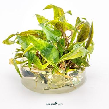 Dennerle Plants - Cryptocoryne x purpurea (In-Vitro)