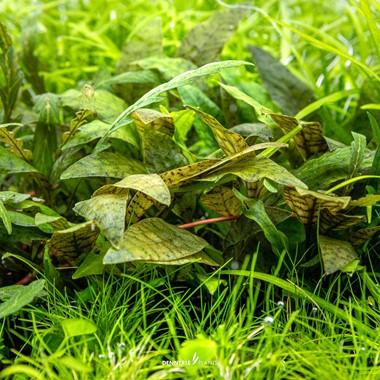 Dennerle Plants - Cryptocoryne x purpurea (In-Vitro)