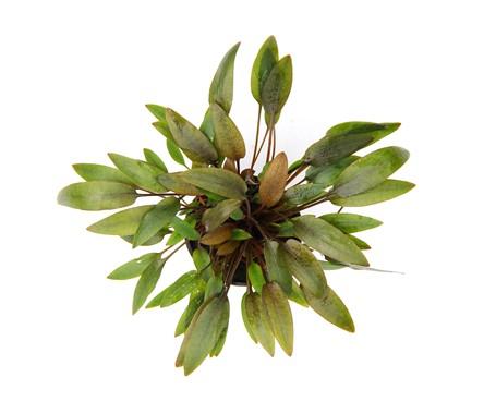 Dennerle Plants - Cryptocoryne wendtii "Compact"