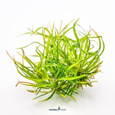 Dennerle Plants - Helanthium tenellum "červená" (In-Vitro)