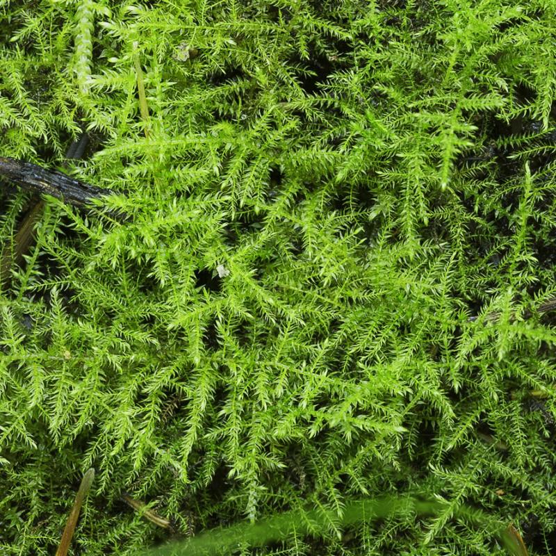 Amblystegium sp. -  Brazil moss