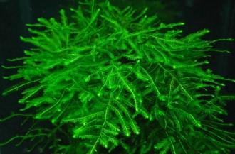 Akváriový mach Singapore moss (Vesicularia dubyana)