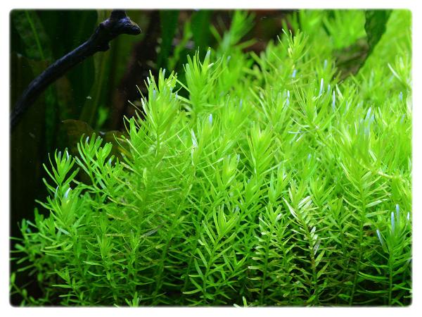 Rotala sp. „Green”