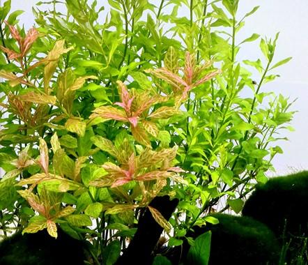 Dennerle Plants - Hygrophila polysperma ´Sunset´