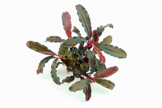 Dennerle Plants - Bucephalandra sp. 'Red Scorpio'