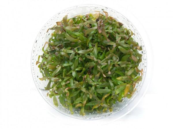 GrowCup Ammania senegalensis - In Vitro