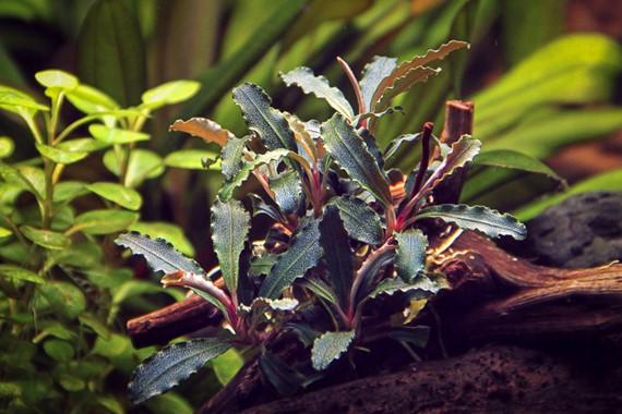 Dennerle Plants - Bucephalandra sp. 'Red Scorpio'