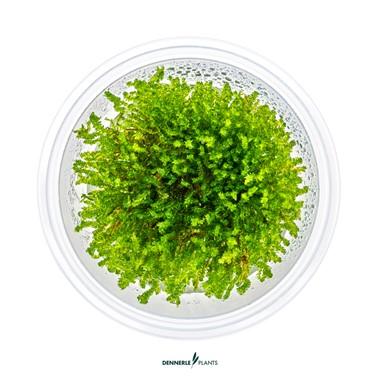 Dennerle Plants - Vesicularia ferriei „PLAČÚCI MACH“ (In-Vitro)
